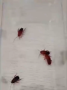 【Buy 2 Take 3】1 Day Kill All Cockroaches Japan Cockroach Gel Bait Non-Toxic Repellent Cockcroach Killer Poison Cockroach Traps