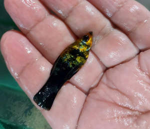 [LIVE FISH] High-Grade Golden Panda Molly - Vibrant Color Algae Eater & Surface Skimmer - Live Arrival Guarantee