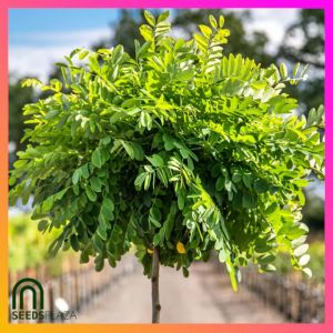 SeedsPLAZA™ - White Acacia Tree Seeds for Planting Flowering Trees (10 Seed) incl. Planting Instruction