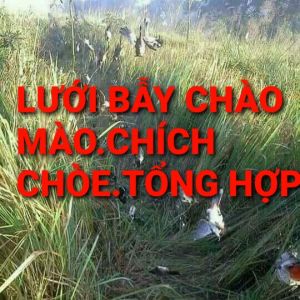 lưới bẫy chim tổng hợp 30m 5p cao 6m 5 viền 4 túichuyên chào màochích chòesáo các loại