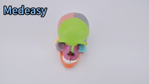 Mini Color‑Coded Human Skull Anatomical Model Medical training or teaching