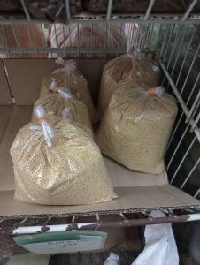 kambu putih USA makanan burung