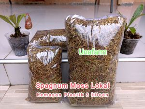 spagnum Moss lokal kemasan plastik 3kiloan