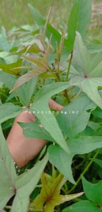 bibit ubi ungu per 10 batang