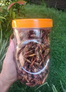 BELALANG BESAR/KAYU TOPLES PANJANG 210 GRAM