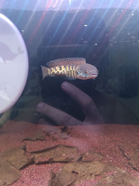 channa aurantimaculata channa cobra 5inch (defect fish) 眼镜蛇雷龙 4寸 (一点瑕疵品 ...