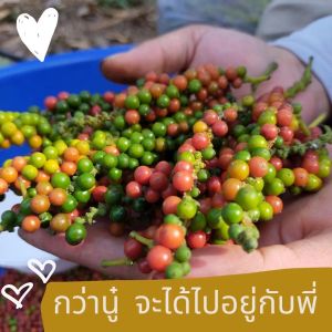พริกไทยป่น ในขวดเหยาะ "จันทบุรี " ขวดแก้วหนา ดีไซน์สวย  ทนทาน