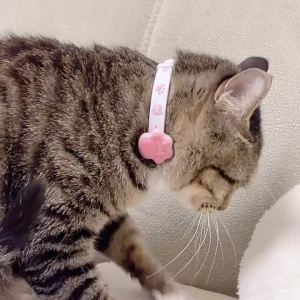 Cat Collar Plant Essential Oil Cat Collar Puppy Cat Adjustable Lice Mites Fleas Pet Protective Collar Cat Positioning Collar New