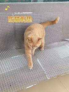 Cat Repellent Long-lasting Isolation Pad