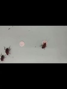 【READY STOCK】20-Pack High-Quality Cockroach Traps - Fast-Acting Gel Bait No Cockroaches Required Pest Control Solution