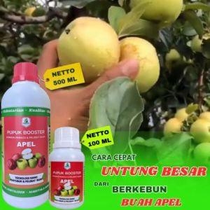 Pupuk Booster Buah Apel Pupuk Pelebat Buah Apel Berkualitas Pupuk Organik Cair Apel Pupuk Cair Apel