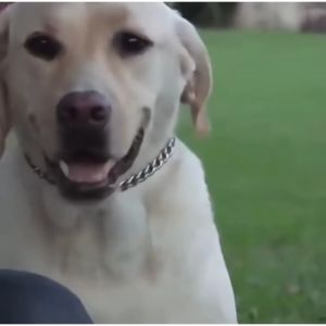 Adjustable Choke Chain Collar # For Puppy & Adult Dog Training # 5 Size #