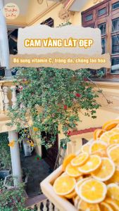 Cam sấy khô 200g trà cam vàng sấy lạnh thái lát nguyên miếng pha trà detox decor trang trí