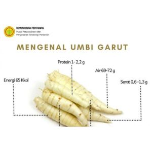 Umbi Garut Segar Herbal Lambung 1kg