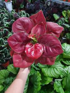 Aglonema Red anjamani Dewasa daun 891011+
