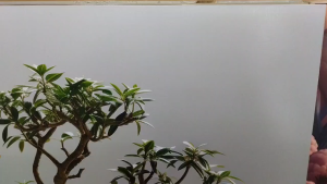 Himalaya Painting Tree with Vase Design 70cmx70cm Frameless or Aluminum Frame Sintraboard Decorative Wall