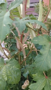 30 Biji BENIH BENDI Berkualiti Terbaik – Tanam Bendi Organik Anda Sendiri dengan Mudah! 30pcs Top Quality Lady Finger Seeds – Grow Your Own Organic Okra Easily!