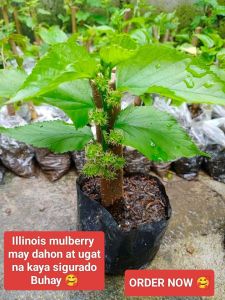 MULBERRY Illinois live plant FOR MALAKI AT MY UGAT WITH FREEBIES 100% BUHAY NA/MALALAKI ANG BUNGA MARAMING BENIFITS