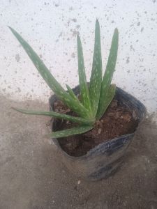 Aloe Vera plant