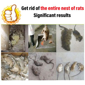 100% 1 pill kills mice！racun tikus paling kuat rat dont need to be cleaned up rat poison killer racun tikus paling kuat ubat tikus paling kuat mati rat bait rat repellent rat killer mouse killer 老鼠药 Efficacy 99.96%