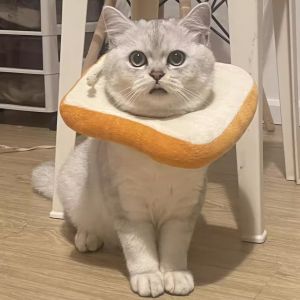 Cat Bandana Influencer Picks Cute Toast round Anti-Licking Scarf Elizabeth Ring Dog Neck Sterilization Supplies