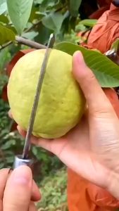 Bibit Jambu Kristal - Tanaman Jambu Siap Berbuah Tinggi Bibit 40-60 cm