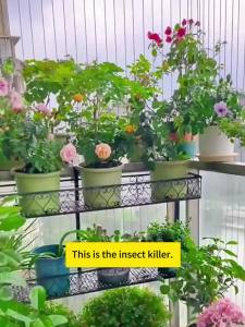 🐛Effective to ALL typesofpest 🌻 Maeve racun serangga perosak tanaman 500ml pesticides for plants membunuh+mencegah racun serangga tanaman Racun serangga untuk daun racun serangga organik tanaman racun ulat tanaman sayur paling kuat