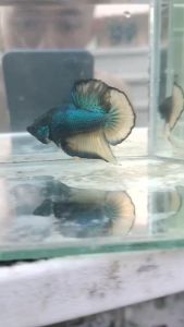 Mustard Gas Beginner Grade Betta Fish for Aquarium Decoration