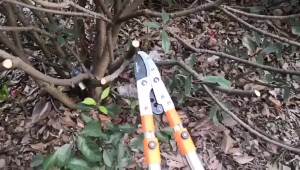 78-120cm Branch Cutter Heavy Duty Telescopic Garden Branch Cutter Extendable Pruning Shears Trees Hedges & Coarse Branches