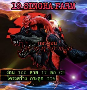 ไข่เชื้อไก่ชน สาย 17 ยก รับประกันเชื้อ จัดส่งด่วนทั่วประเทศ