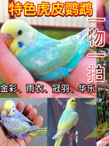 Hand-Raised Half-Fur Parrot Pet Bird Golden Coloring Double Gold Double Show Adult Breed Bird Large Head Tiger Skin Parrot