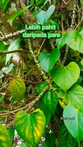 Ranting pohon Brotowali Segar 250 gram / Batang Ranting Brotowali Basah 100 gram Herbal Alami