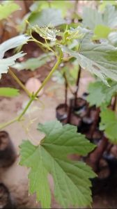 BIBIT ANGGUR IMPORT BOGEMA HASIL GRAFTING