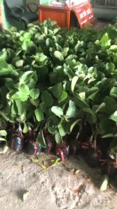 CÂY ỔI RUBY RUỘT ĐỎ. Cam kết chuẩn giống 100% CÂY CAO 70CM -120CM TUỲ THEO LÔ CÂY KHOẺ ĐẸP NHIỀU RỄ