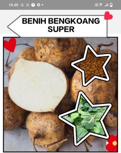 MURAH!! 100 BENIH BENGKOANG BERKWALITAS SUPER DAN UNGGUL
