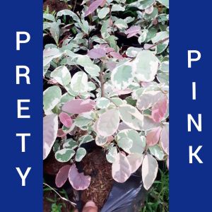 tanaman hias prety pink murah cantik