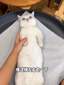 Pet Grooming Wrap Self-Adhesive Cat Wrap Cloth Anti-Scratch For Nail Trimming Medicine Feeding