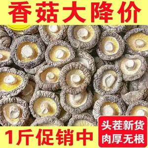 Dried Thick Rootless Shiitake Mushroom