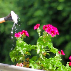 อาหารพืช โอโมนพรีเมี่ยม ส่งฟรี ใช้ได้ดีกับต้นไม้ทุกชนิด เพื่อความน่าสนใจในความสะดวกสบาย