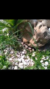 Sepatu Keren Kece Modern untuk Pria Dewasa