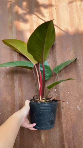 Cây Trầu Bà Đế Vương Nâu - Tổng thể tầm 50-60 cm - Kiểng lá decor sang trọng!