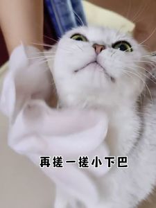 Pet Grooming Gloves Pet Disposable Cleaning Glove Pet Wet Wipe Dog Cat Shower Gloves Dry Bath Wet Tissue Sarung Tangan 猫狗一次性清洁手套