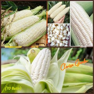 BIJI | BENIH TANAMAN JAGUNG PULUT PUTIH
