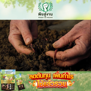 (1 แพค) พืชสู้งาน สารเพิ่มประสิทธิภาพ 3in1 ปรับโครงสร้างดิน บำรุงพืช รากพืชแข็งแรง ใช้กับพืชได้ทุกชนิด