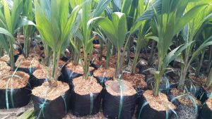 DỪA XIÊM DỨA THÁI.CÂY CHUẨN GIỐNG CAO 50CM -100CM TUỲ THEO LÔ CAM KẾT CHUẨN GIỐNG 100%