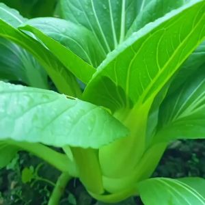 2500 เมล็ด เมล็ดพันธุ์ กวางตุ้งฮ่องเต้ เมล็ดพันธุ์แท้100% นำเข้าจากต่างประเทศ กวางตุ้ง ถูกดี  ต้นเตี้ย  ปลูกง่าย ทนร้อน ทรงสวย ปลูกได้ตลอดปี