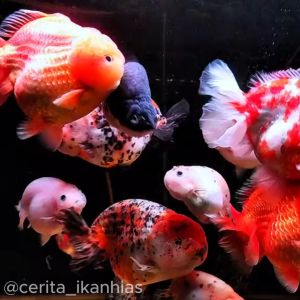 BlueCore ProbioMax Ultra Bakteri Starter Aquarium Khusus Ikan Hias Air Tawar. Membantu Mengurai Amonia dan menstabilkan PH Air. (Cocok Untuk Berbagai jenis Ikan Hias spt : Ikan Koi Ikan cupang Ikan Guppy dan KOI). Menjadi Pilhan untuk Probiotik