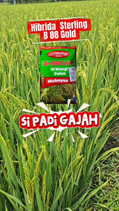 PROMO SPESIAL !!! Benih Padi Hibrida Sterling Seeds B-88 Gold Si Wangi Pule Maknyus 1kg