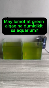 Aquarium Algae Remover | Fish Tank Algae Control for Green Water & Cleaner Aquarium