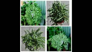 Cây treo ban công dễ chăm sóc chịu nắng tạo nên vẻ đẹp tự nhiên vừa toát lên vẻ mộc mạc gần gũi Minh Hân Garden